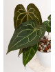 Anthurium Zara x (Michelle x Zara) x mag DF x forgetii