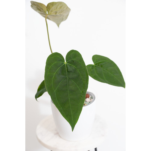 Anthurium queen of hearts x...