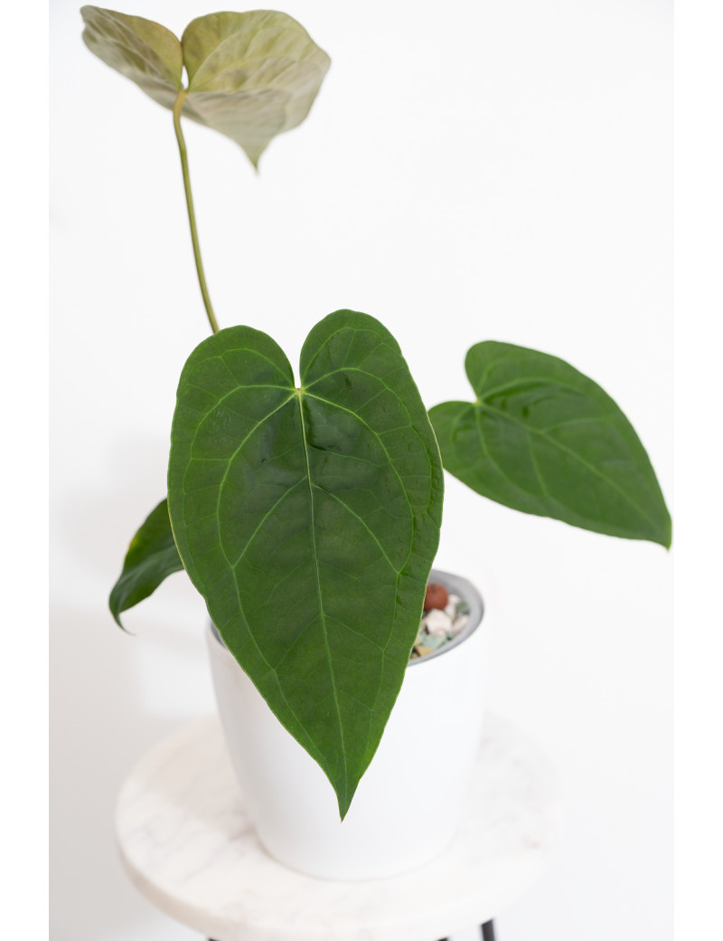 Anthurium queen of hearts x crystallinum