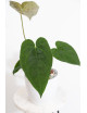 Anthurium queen of hearts x crystallinum