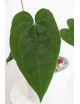 Anthurium queen of hearts x crystallinum