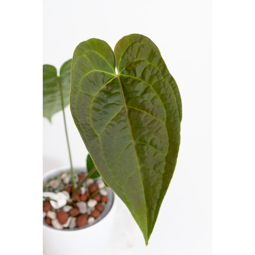 Anthurium queen of hearts x crystallinum