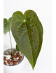 Anthurium queen of hearts x crystallinum