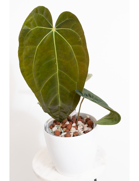 Anthurium Zara x (Michelle x Zara)) x papillilaminum