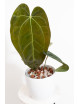 Anthurium Zara x (Michelle x Zara)) x papillilaminum