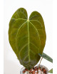 Anthurium Zara x (Michelle x Zara)) x papillilaminum