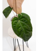 Anthurium Zara x (Michelle x Zara)) x papillilaminum
