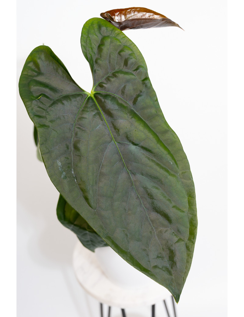 Anthurium papillilaminum x nigrolaminum Gigi