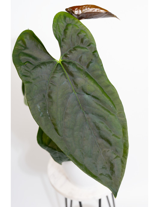 Anthurium papillilaminum x...