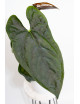 Anthurium papillilaminum x nigrolaminum Gigi