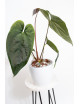 Anthurium papillilaminum x nigrolaminum Gigi
