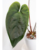 Anthurium papillilaminum x nigrolaminum Gigi
