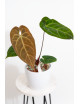 Anthurium Amazon rabbit x crystallinum