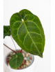 Anthurium Amazon rabbit x crystallinum