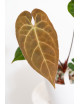 Anthurium Amazon rabbit x crystallinum