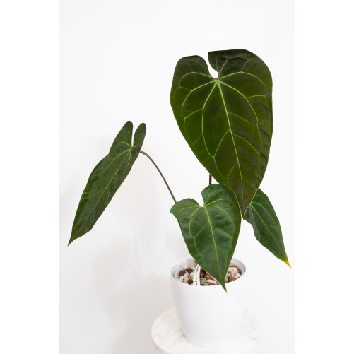 Anthurium (papillilaminum x...
