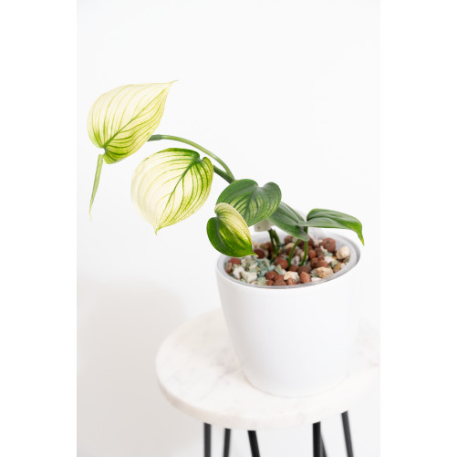 Scindapsus white monster