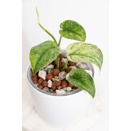 Scindapsus Halimoon Salaka