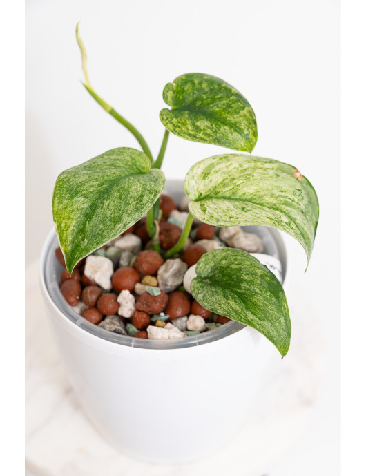Scindapsus Halimoon Salaka
