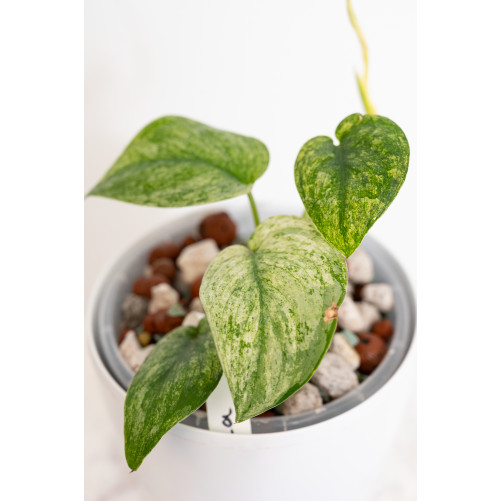 Scindapsus Halimoon Salaka