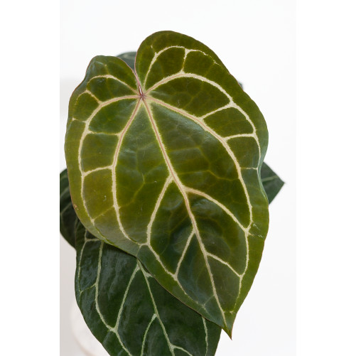 Anthurium (dressleri x...