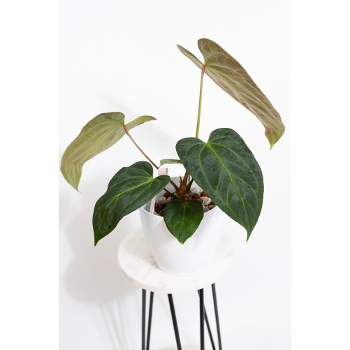 Anthurium Indo Portillae x...