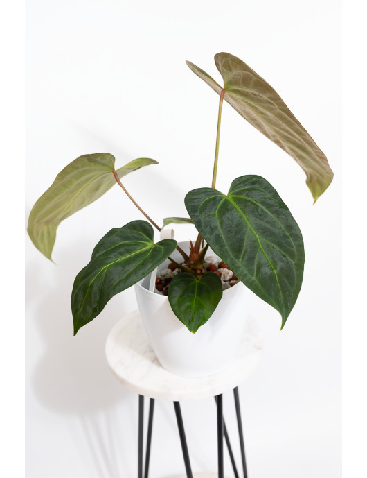 Anthurium Indo Portillae x...
