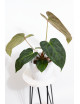 Anthurium Indo Portillae x KOSx x besseae aff