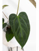 Anthurium Indo Portillae x KOSx x besseae aff