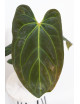 Anthurium Indo Portillae x KOSx x besseae aff
