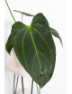 Anthurium Indo Portillae x KOSx x besseae aff