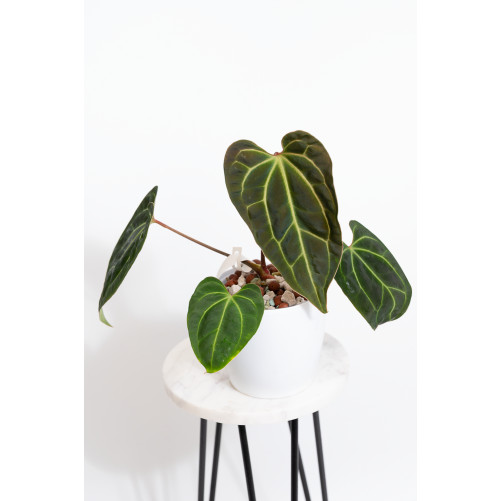 Anthurium besseae aff