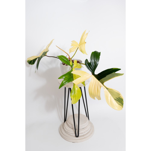 Philodendron florida beauty