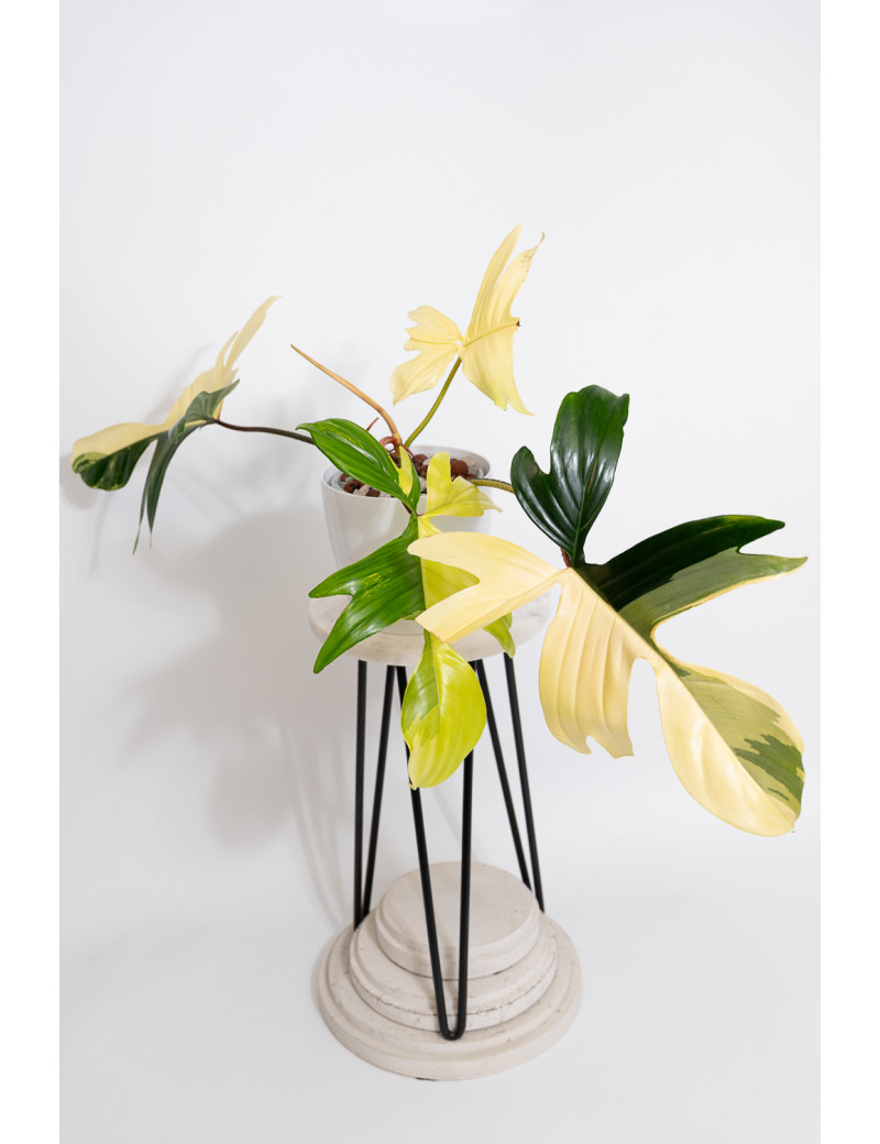 Philodendron florida beauty