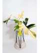 Philodendron florida beauty