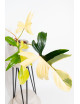 Philodendron florida beauty