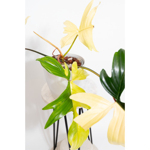 Philodendron florida beauty