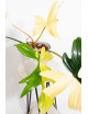 Philodendron florida beauty