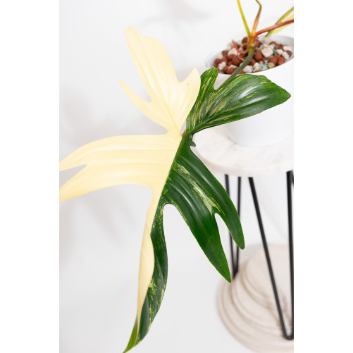 Philodendron florida beauty