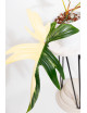 Philodendron florida beauty