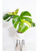 Monstera marmorata aurea