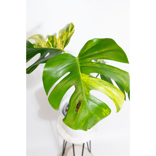 Monstera marmorata aurea