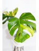 Monstera marmorata aurea