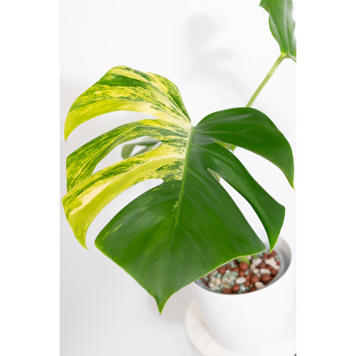 Monstera marmorata aurea