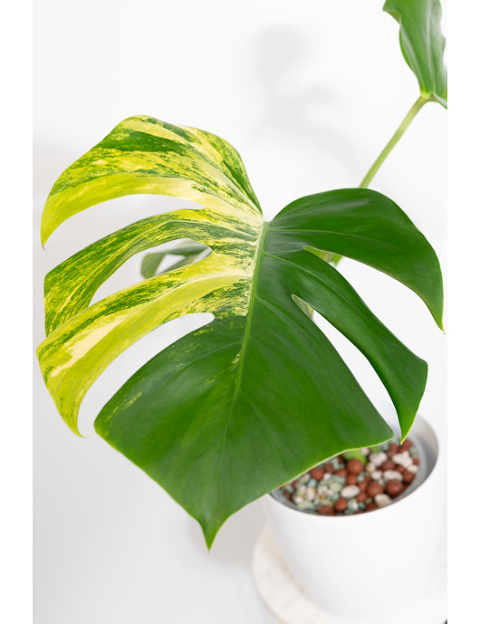 Monstera marmorata aurea