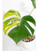 Monstera marmorata aurea