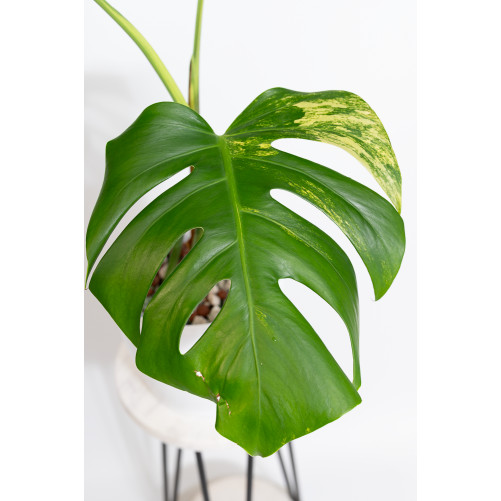 Monstera marmorata aurea