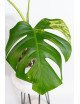 Monstera marmorata aurea