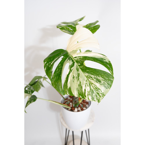 Monstera deliciosa variegata