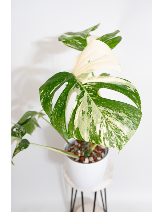 Monstera deliciosa variegata